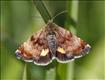 2397 Small Yellow Underwing